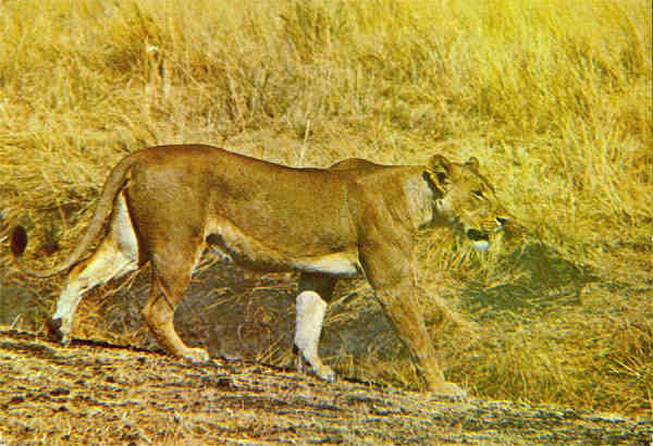 N.� L3/87 - LEOA (Panthera leo) - Publicado pela Sociedade de Safaris de Mo�ambique (SARL) com autorisa��o de Big Game Photography - S/D - Dimens�es: 15x10,2 cm. - Col. Manuel B�ia (1970)