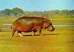 N.� H5/19 - HIPOP�TAMO (Hippopotamus amphibia capensis) - Publicado pela Sociedade de Safaris de Mo�ambique (SARL) com autorisa��o de Big Game Photography - S/D - Dimens�es: 15x10,2 cm. - Col. Manuel B�ia (1970)