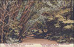 SN - SÃO MIGUEL. Ponta Delgada. Jardim José do Canto, Floresta de Bambus - Edição anónima - Dim. 13,8x8,8 cm - Col. A. Monge da Silva (cerca de 1910)