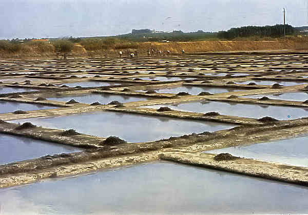 N. 14 - Alcochete. Salinas - Ed. C�mara Municipal de Alcochete - SD - Dim. 15x10,4 cm. - Col. �nio Semedo.