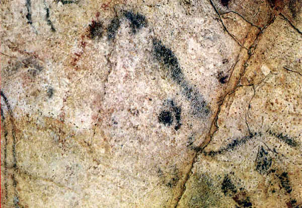 N� 6 - Santilhana del Mar, Altamira, Cabe�a de Bovino - Dim. 15,1x10,6 cm - Col. Am�lcar Monge da Silva