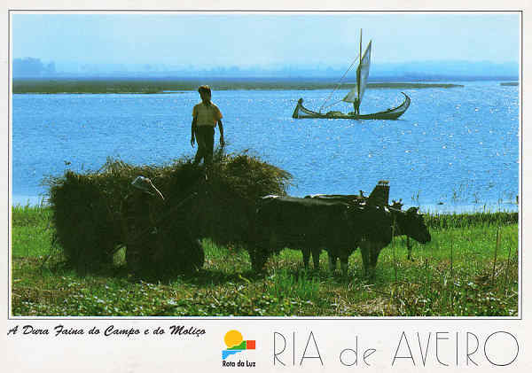 N.� 25 - RIA DE AVEIRO A Dura Faina do Campo e do Moli�o - Ed. Artes Gr�ficas - SD - Dim. 15x10,5 cm - Col. M�rio Silva.
