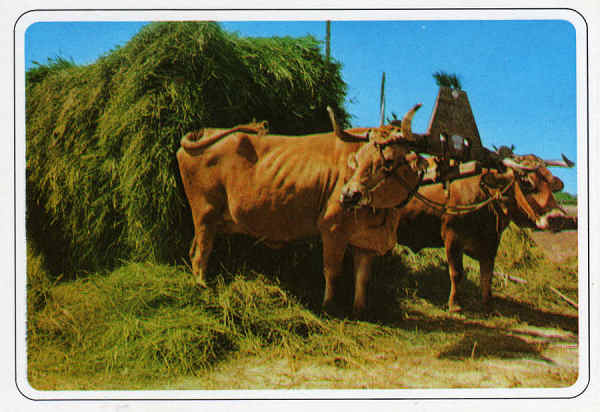 N.� 955 AVEIRO - Portugal Regi�o de Aveiro, bois transportando o junco da Ria - Ed. �ncora - Dim. 14,8x10,4cm - Col. M�rio Silva.