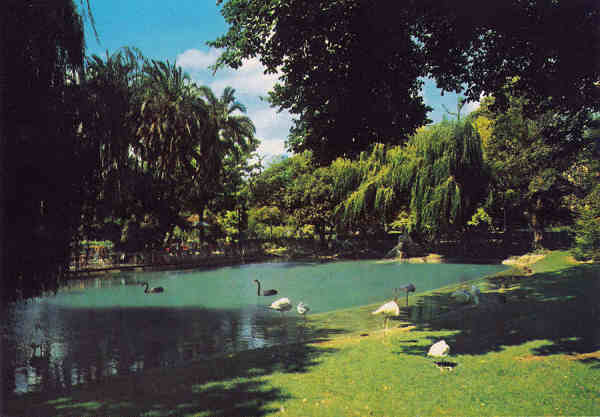 SN - Portugal. Caldas da Rainha. Lago do Parque - Editor �ncora (D�cada 1970) - Dim. 15x10 cm. - Col. M. Chaby