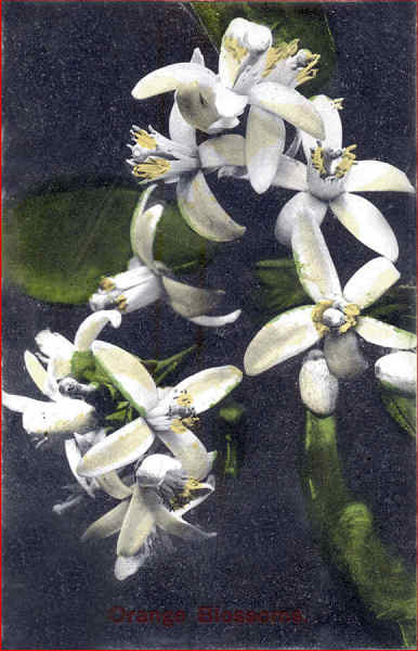 N� 1664 - Orange Blossoms - Edi��o Newman Postcard Co, Los Angeles, USA - Circulado em  1910 - Dim. 13,8x8,8 cm - Col. Am�lcar Monge da Silva