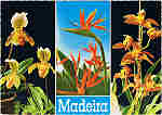 MD. 5 - MADEIRA. Orquidea: Cymbidium Louwamo - Cypipedilum insigne - Sterilizia regina - Ed. Hans Huber KG Agente no Funchal: Francisco Ribeiro, Rua Nova de S. Pedro, telef. 23930 - SD - Dim. 14,8x10,4 cm - Col. Manuel e F�tima B�ia (1975).