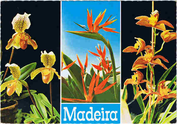 MD. 5 - MADEIRA. Orquidea: Cymbidium Louwamo - Cypipedilum insigne - Sterilizia regina - Ed. Hans Huber KG Agente no Funchal: Francisco Ribeiro, Rua Nova de S. Pedro, telef. 23930 - SD - Dim. 14,8x10,4 cm - Col. Manuel e F�tima B�ia (1975).