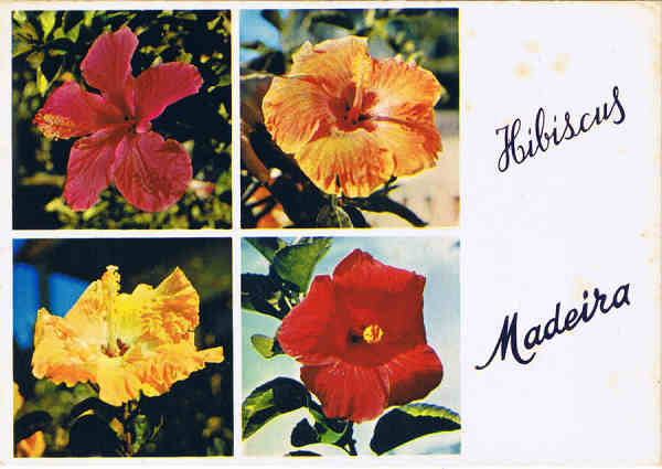 MD 360 - MADEIRA Hibiscus - Cardeal - Ed. Francisco Ribeiro - Rua Nova de S. Pedro, 27 telef.23930 FUNCHAL - MADEIRA - SD - Dim. 14,8x10,4 cm - Col. Manuel e F�tima B�ia (1975).