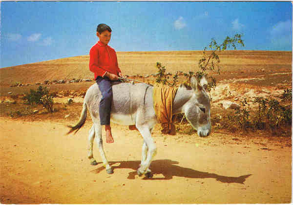 N� 654 - PORTO SANTO O jerico, forma t�pica de locomo��o - Ed. BERNARDINO V.G. CARV�O APARTAMENTOS PIORNAIS-BLOCO 9-3.�A - FUNCHAL LITO OF. ARTISTAS REUNIDOS-PORTO - SD - Dim. 15x10,5 cm - Col. Manuel B�ia (1988).