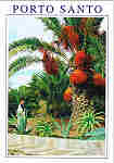 N.� 6 PS - PORTO SANTO (Madeira) Uma tamareira carregada de fruto - Ed. ESCUDO DE OURO Distribuidor: FRANCISCO RIBEIRO-Rua Nova de S. Pedro,27-29 9000 FUNCHAL,Madeira (Tel.223930) Printed in Spain by FISA-Barcelona Fotografia feita por Lu�s Bruno - SD - Dim. 10,3x14,8 cm - Col. Manuel B�ia (1997).