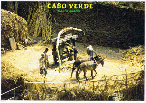 CV 19 - Santo Ant�o. Trapiche - Ed. Mindelo C.P.999 - CABO VERDE - www.caboverde-photo.com Reinhard Meyer - SD - Dim. 15x10,5 cm - Col. Manuel B�ia (2011)
