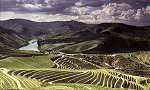 SN - Douro Valley, Portugal - Concurso de Fotografia do Douro 2010 - Rui Ademar Pires - Ed. Postalfree - Dim. 148x105 mm - Col. �nio Semedo