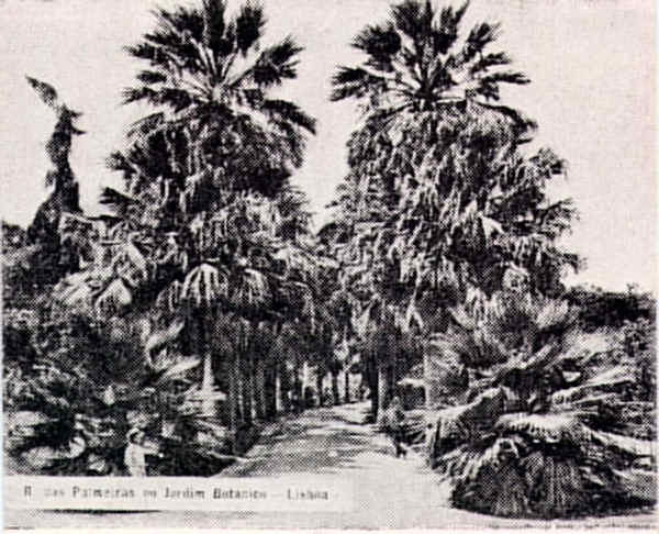 Palmeiras do Jardim Bot�nico - Lisboa