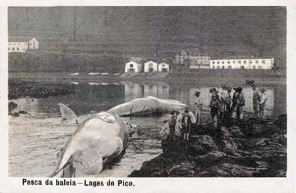 SN - Pesca da Baleia, Lages, Pico - Edi��o da Livraria d' O Telegrapho, Horta - Dim. 140x91 mm - Col. A. Monge da Silva (c. 1910)