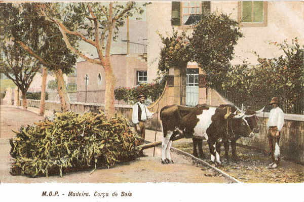 SN - Cor�a de Bois (2) - Editor M.P.O. - Dim.  140x93 mm - Col. A. Monge da Silva (c.1910)