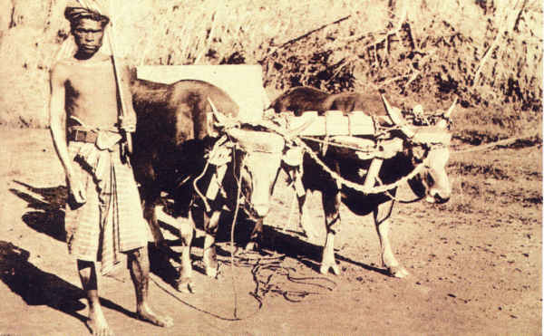 SN - Timor - Um carreiro - Edi��o da Miss�o - SD - Dim. ??x?? cm - Col. Monge da Silva (Cerca de 1927)