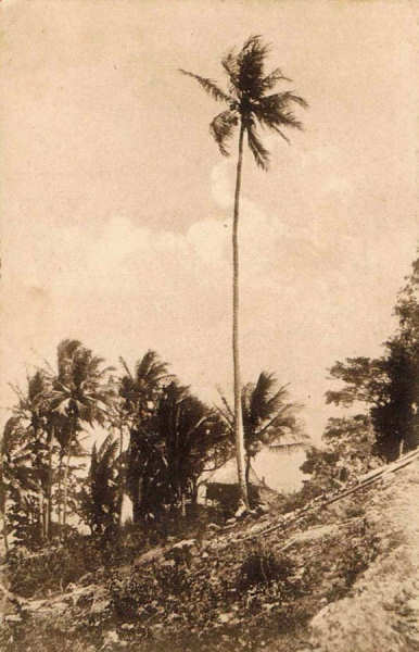 N� 051306 - Timor Portugu�s - Um coqueiro alt�ssimo em Lautem - Edi��o da Miss�o - SD - Dim. ??x?? cm - Col. Monge da Silva (Cerca de 1927)