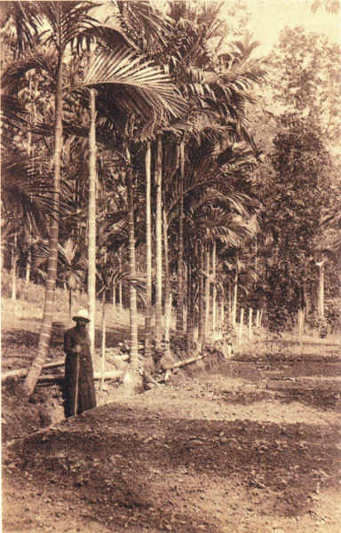 SN - Timor Portugu�s - Tratando os viveiros de caf� - Edi��o da Miss�o - SD - Dim. ??x?? cm - Col. Monge da Silva (Cerca de 1927)