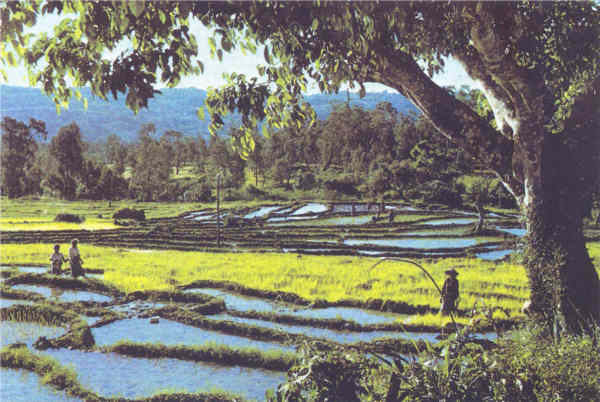 SN - V�rzeas em socalcos. Ossu - Edi��o do MNF-Timor - SD - Dim. ???x??? mm - Col. A. Monge da Silva (cerca de 1970)