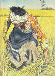 SN - Ceifando arroz. �leo de Sebasti�o Silva - Edi��o C.M.Lisboa, 1997 - Dim. 147x104 mm - Col. A. Monge da Silva