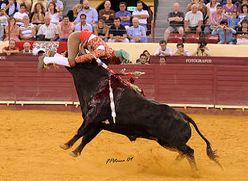 Pega de touro pelo grupo de forcados de S�o Man�os em 2008. Clicar para ampliar.