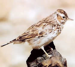 Cotovia-comum (lullula arbórea). Clicar para ampliar.