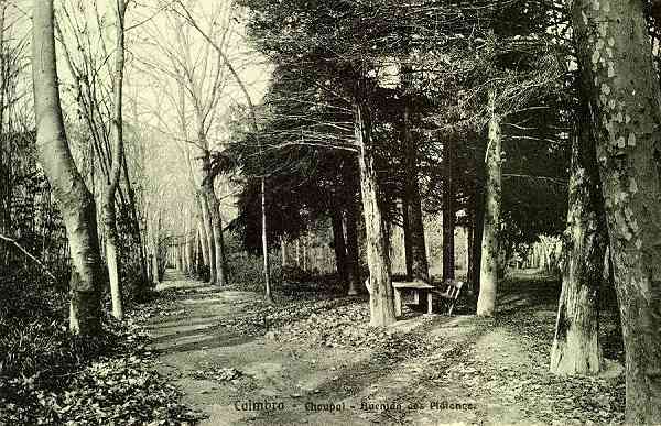 S/N - Coimbra: Choupal, Avenida dos Pl�tanos - Edi��o da Havaneza Central - R. Visconde da Luz 2 a 6 - S/D - Dimens�es: 14,1x9 cm. - Col. Aur�lio Dinis Marta.
