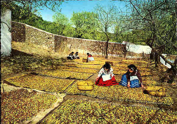 N.� 755/165 - ALGARVE Alte. Secando o figo no almanxar - Ed. Portugal Tur�stico - S/D - DImens�es: 14,9x10,3 cm. - Col. F�tima B�ia.