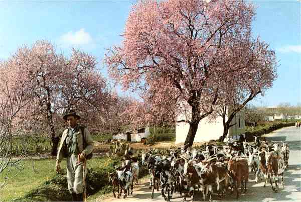 N.� 173 - Fotografia a cores de C�sar de S� - �Cena t�pica do inverno algarvio� - S/D - Dimens�es: 14,8x10 cm - Col. Gaspar Albino - (D�cada de 1960)