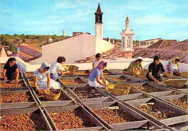 N.� 565/Pr. - ALGARVE Secagem do figo - Edi��o OCASO - S/D - Dimens�es: 14,8x10,4 cm. - Col. HJCO (Circulado em 1973)