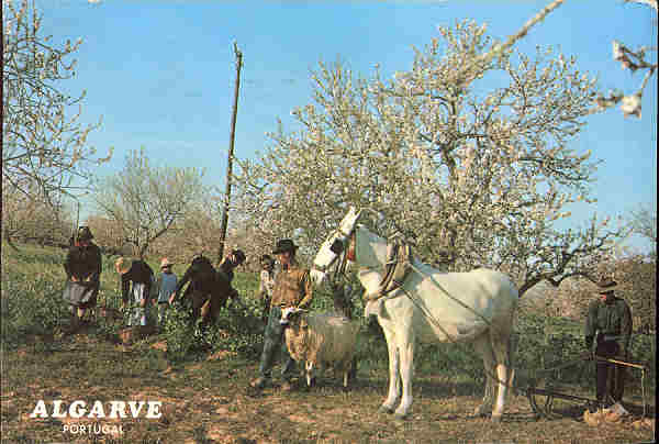 N� 647 - ALGARVE. Portugal - Ed. C�MER, Trav. do Alecrim, 1 - Tel. 328775, Lx - SD - Dim. 15x10,2 cm. - Col.Ilda Bastos (c. 1978).
