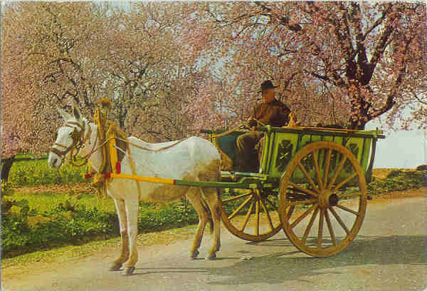 N� 6- Carro t�pico e amendoeiras em flor - Ed. C.S. - SD - Circulado em1984 - Dim. 14,7x10 cm - Col. M. Soares Lopes.