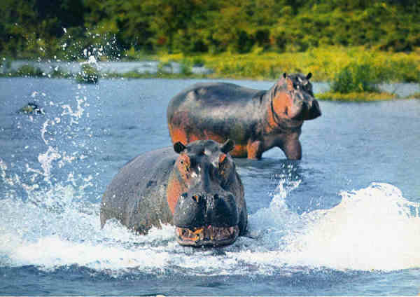 N.� 3316 - FAUNA AFRICANA - Hipop�tamos - Ed. HOA-AQUI - S/D - Dimens�es: 15x10,4 cm. - Col. Jos� Manuel C. Pereira (1971).