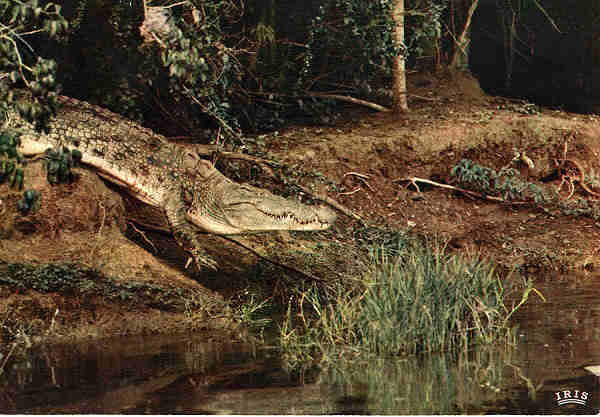 N.� 4065 - FAUNA AFRICANA Crocodilo - Ed.HOA-QUI - S/D - Dimens�es: 15x10,3 cm. - Col. Jos� Manuel C. Pereira (1971).