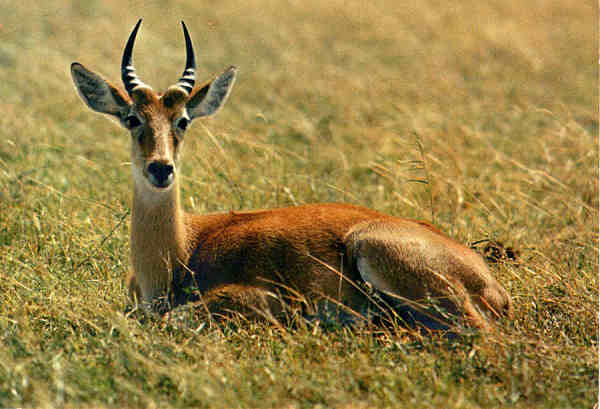 N.� 4403 - FAUNA AFRICANA Ant�lope - Ed. HOA-QUI - S/D - Dimens�es: 15x10,3 cm. - Col. Jos� Manuel C. Pereira (1971).