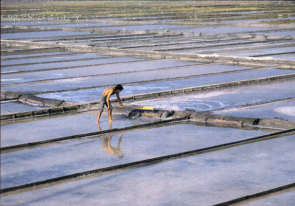 S/N - AVEIRO Portugal Marnoto na Marinha de Sal - Imagem Carlos Ramos - S/D - Dimens�es: 15x10,4 cm. - Col. �nio Semedo.