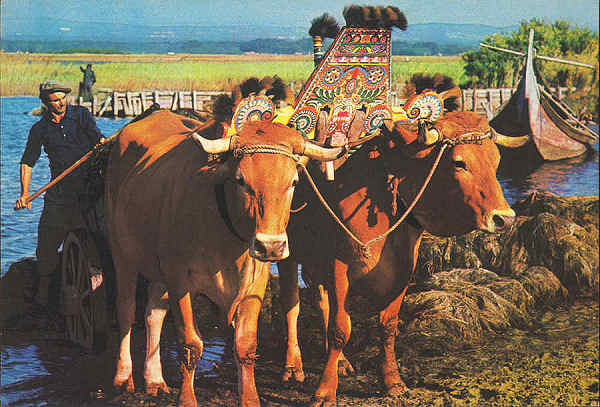 N.� 15/S�rie 81 - AVEIRO (Portugal) Canga vareira - Edi��o da Comiss�o Municipal de Turismo de Aveiro - S/D - Dimens�es: 15x10,2 cm. - Col. �nio Semedo.