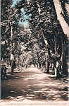 S/N - Portugal-Caldas da Rainha Rua Central do Parque Rainha D.Leonor - Editor Jos� da Silva Dias - Editado em 1926 - Dimens�es: 9x14 cm. - Col. Miguel Chaby