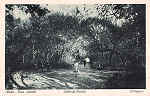 S/N - Portugal Caldas da Rainha Mata-Rua Central - Editor Vale e C (Editado em 1921) - Dimens�es: 14x9 cm. - Col. Miguel Chaby