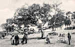 S/N - Portugal Caldas da Rainha Feira de porcos - Editor Jos� da Silva Dias (Editado em 1912) - Dimens�es: 9x14 cm. - Col. M. Chaby