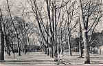 N.� 55 - Portugal Caldas da Rainha Rua Central do Parque_Editor Dias e Paramos_Editado 1906_Dim 9x14 cm. - Col. M. Chaby