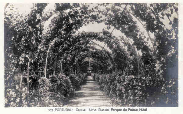 N� 107 - PORTUGAL - CURIA. Uma Rua do Parque do Palace Hotel - Ed. Alexandre d'Almeida, Porto - Dim. 13,9x9,0 cm - Col. A. Sim�es (104).