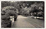 SN - CURIA - Portugal - Uma Avenida do Parque - Ed. Junta de Turismo - Curia - Dim. 14,0x9,0 cm - Col. A. Sim�es (229).