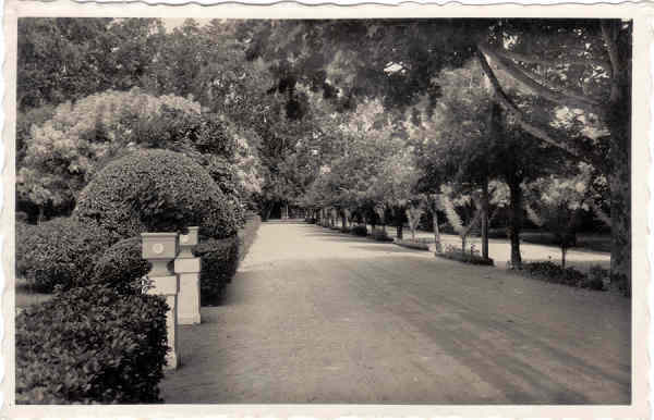SN - CURIA - Portugal - Uma Avenida do Parque - Ed. Junta de Turismo - Curia - Dim. 14,0x9,0 cm - Col. A. Sim�es (229).