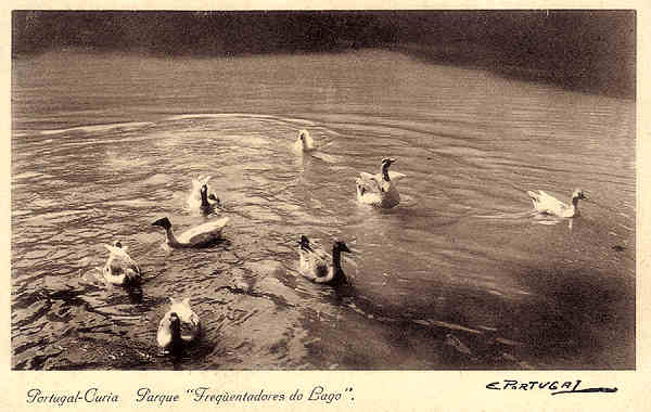 N� 12 - Portugal - Curia Parque Frequentadores do Lago - Ed.Grande Hotel da Curia - Dim. 14,0x9,0 cm - 9-1936 - Col. A. Sim�es (131).