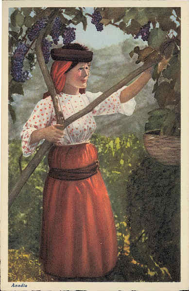 N.� 122 - (Portugal) Anadia. Vindimando - Edi��o de C. Conseil de Vasconcelos - Tabacaria Africa, Porto - SD - Dim. 14x9 cm. - Col. �nio Semedo.