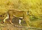 N.� L3/87 - LEOA (Panthera leo) - Publicado pela Sociedade de Safaris de Mo�ambique (SARL) com autorisa��o de Big Game Photography - S/D - Dimens�es: 15x10,2 cm. - Col. Manuel B�ia (1970)