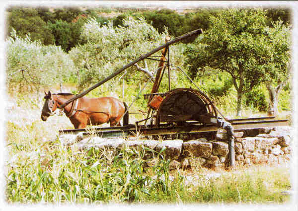 N.� 220004 - Cavalo e a Nora - Foto:Cristina Duarte, AP 83 2711- 999 Sintra 938618293 - SD - Dim. 14,9x10,5 cm - Col. F�tima B�ia (2011)