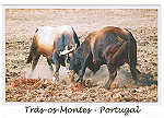 N.� 220017 - Tr�s-os-Montes - Portugal - Chega de Bois - Nunes de Almeida.Editores, AP 83 2711- 999 Sintra  www.postaisdeportugal.com postaisdeportugal@portugalmail.pt - SD - Dim. 15x10,5 cm - Col. F�tima B�ia (2011).