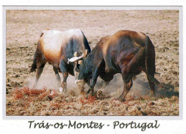 N.� 220017 - Tr�s-os-Montes - Portugal - Chega de Bois - Nunes de Almeida.Editores, AP 83 2711- 999 Sintra  www.postaisdeportugal.com postaisdeportugal@portugalmail.pt - SD - Dim. 15x10,5 cm - Col. F�tima B�ia (2011).